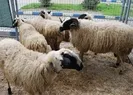 Dişi ya da erkek hayvandan hangisinin kurban edilmesi daha faziletlidir?