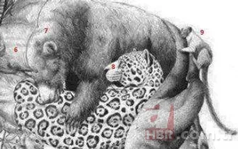 Zeka testi: Resimde kaç hayvan var? 30 saniyede bulamayanlar eleniyor 9