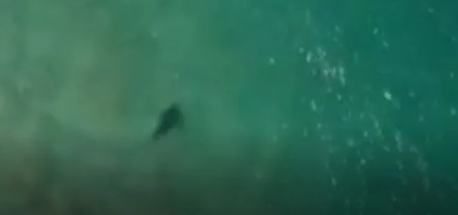 Köpek balığı saldırısından drone ile kurtuldu
