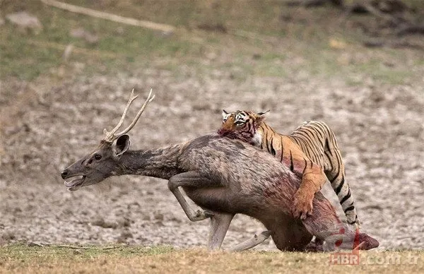 Vahşi doğadan inanılmaz görüntüler 1