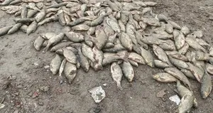 İBB’nin doğa katliamı kamerada