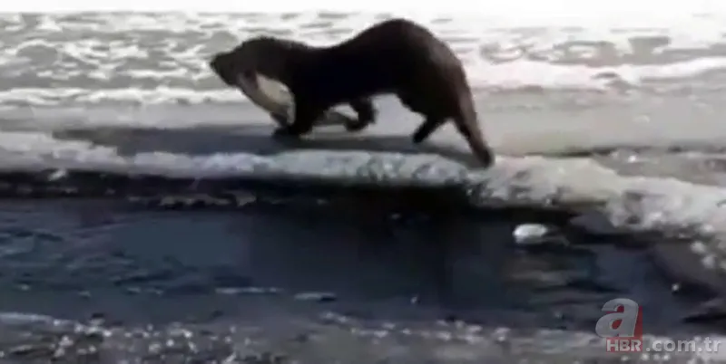 O ilimizde kıyıya yaklaşınca fark edildi! Hemen telefona sarıldılar 8