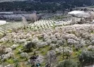 Kırklarelinde meyve ağaçlarının çiçek açmasıyla bahçeler beyaza büründü