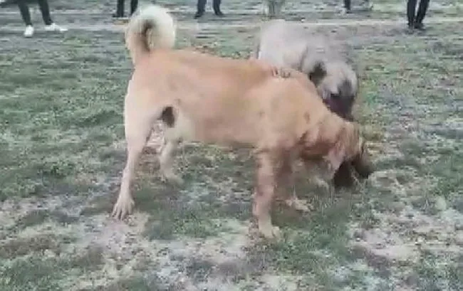 Konya'da internet üzerinden köpek dövüşü yaptıran ve bahis oynatanlara baskın! - 2