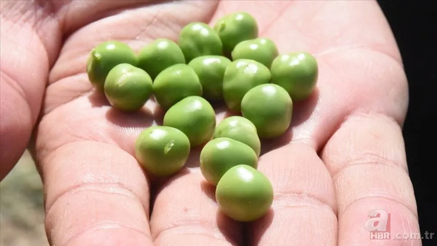 Anneler haklı çıktı! Tazesini bırakın: Uzmanlara göre buzlukta olması gereken altı sebze 5