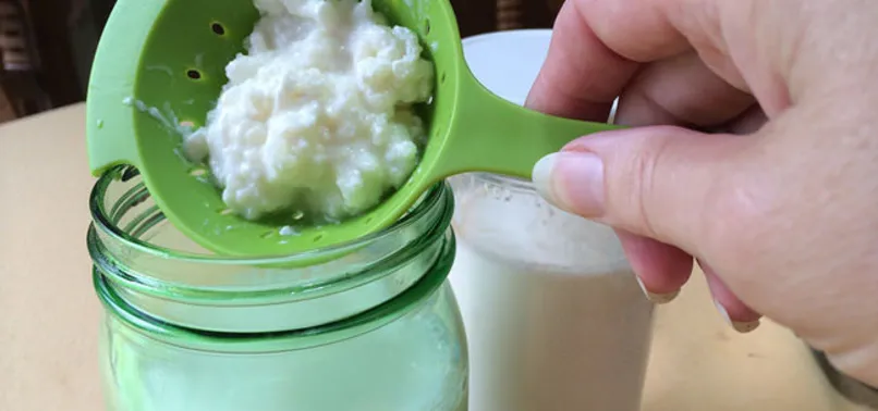 Kefir nedir? Nasıl mayalanır? Faydaları nelerdir?