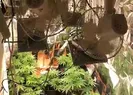 Şok baskın! Özel düzenek kurmuş