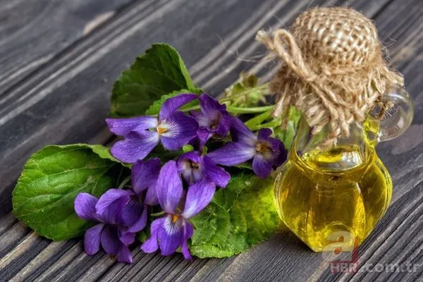 İbn-i Sina'dan Migren ağrısını tarumar edecek reçete! Baş ağrınızı silip atacak asırlık tedavi! Meğer bu iki çiçeğin tek damlası... 4