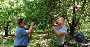 Bin 350 rakımda kiraz hasadı