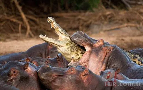 Böylesini daha önce hiç görmediniz 47