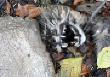 Edirne’de korkunç manzara! Kedi ölümleriyle ilgili soruşturma başlatıldı
