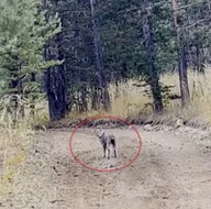 Yaban hayatının en gizemli ikilisi kamerada