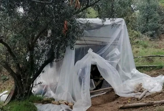 5 yıldır aranan şahıs ormanlık alanda başında eşarp üzerinde etekle yakalandı - 1
