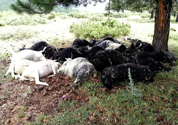 Sahipsiz 30 köpek çiftliğe saldırdı: 41 hayvan telef oldu