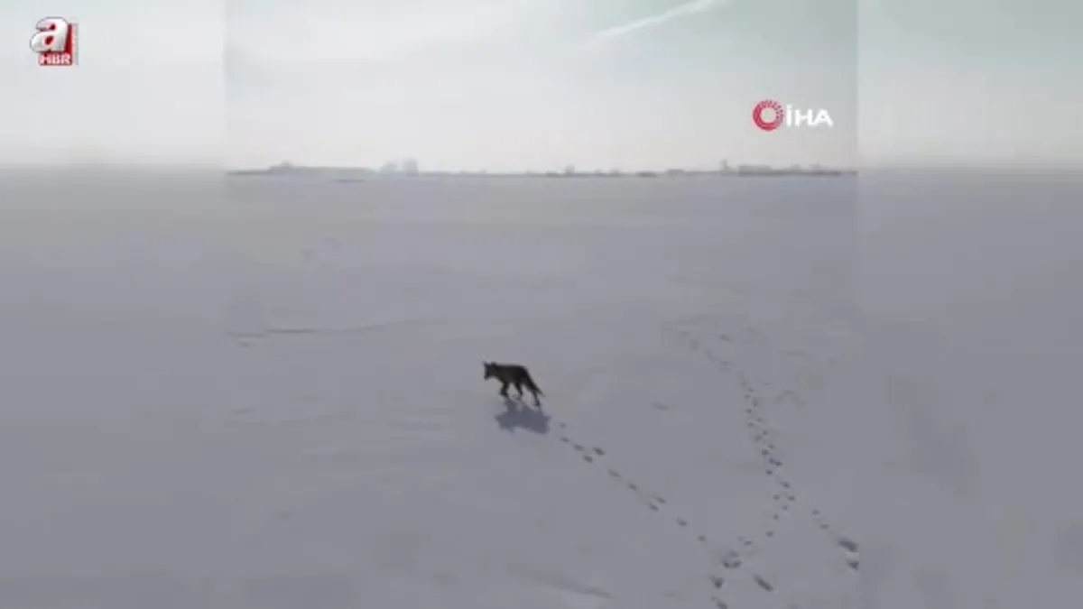 Kars’ta tilkinin dron ile imtihanı