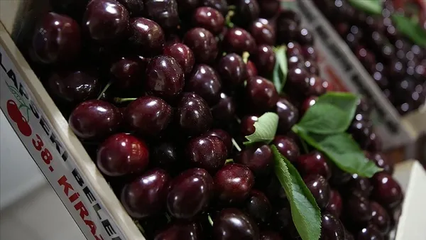 Kiraz ve vişnenin sağlığa 10 faydası! O hastalığı iyileştiriyor...