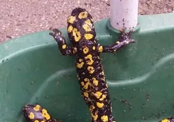 Elazığ'da benekli semender görüntülendi