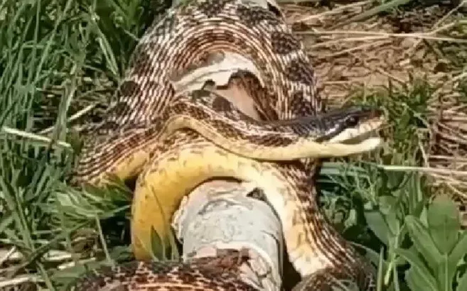 Son dakika: Bingöl’de devasa yılan görüldü! Korkmalarına rağmen... |Video