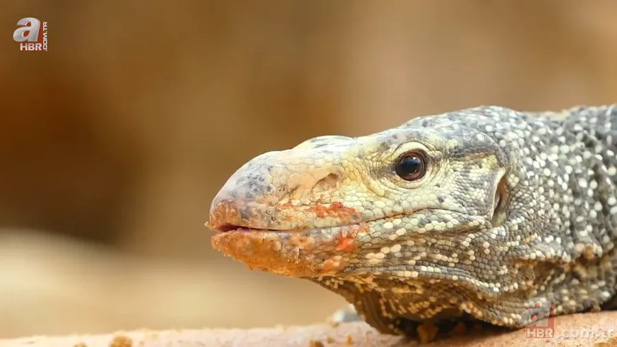Fabrikada dev piton paniği! Yılan avcısı genç kadın... 23