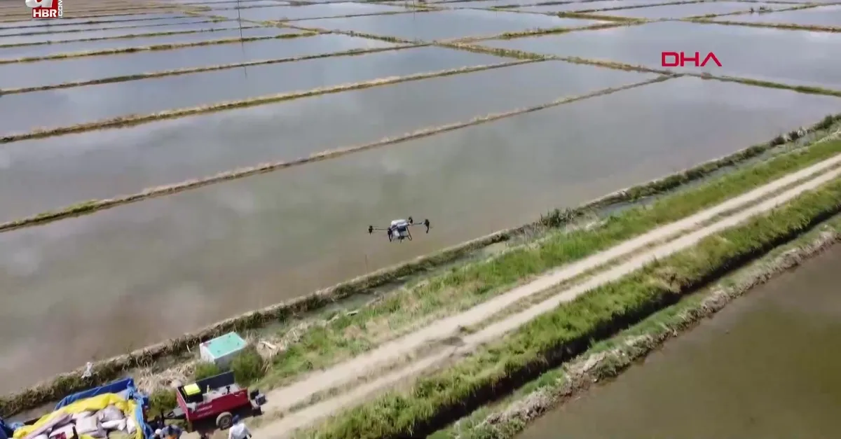 Edirne’de drone ile çeltik ekiyorlar