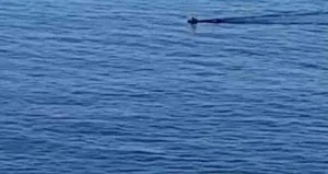 Çaya düşen karaca kurtarıldı