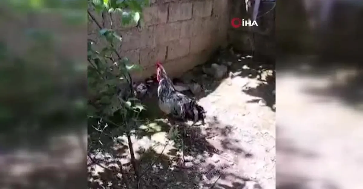 Nefesi yetmedi! Öterken...