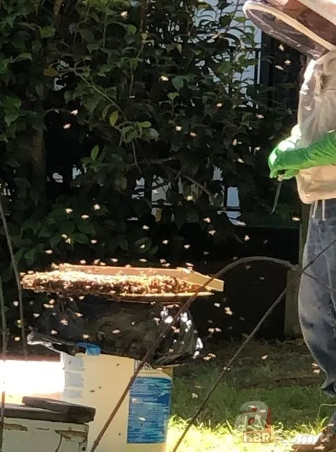 Evinin duvarından gelen garip sesler arttı! Termal kamerayla bakınca şoka girdi 19