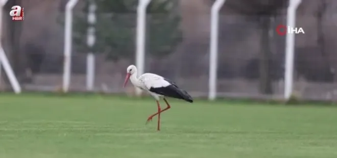 'Yiğido Leylek' yine Sivasspor Tesisleri'nde