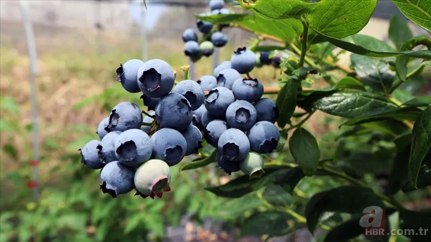 Kilosu 450 TL'den satılıyor! Beyni 10 yaş gençleştiren meyve... 5