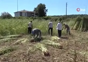 Antalya'da altın susamda hasat başladı