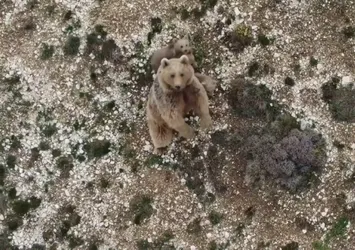 Drone kovaladı bozayı ailesi kaçtı