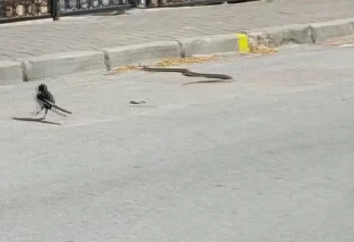 Yılan neye uğradığını şaşırdı! Saksağanlara yem oluyordu... O anları vatandaş kaydetti: Görüyor musun?