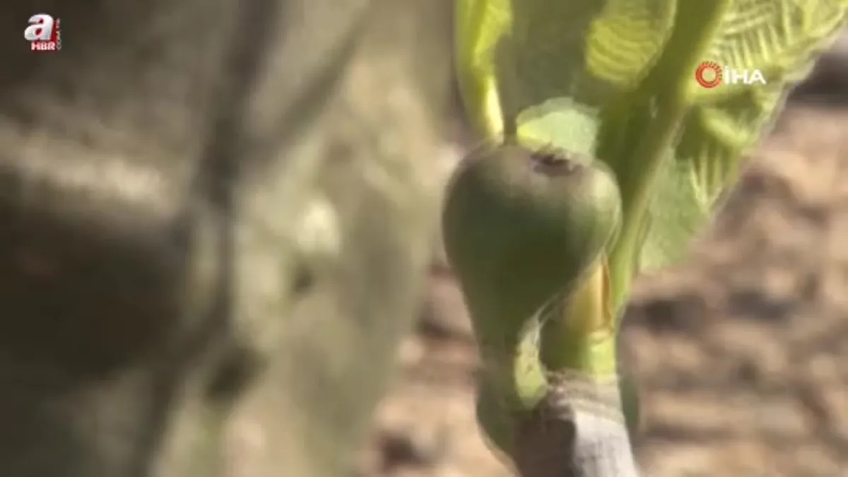 Zirai don Bursa'nın siyah incirini çok etkilemedi