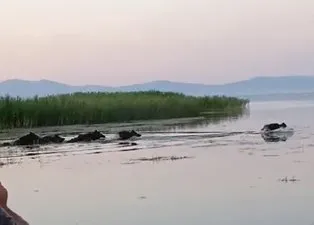 Sürü halinde ortaya çıktılar! Sazlık içinde böyle görüntülendiler