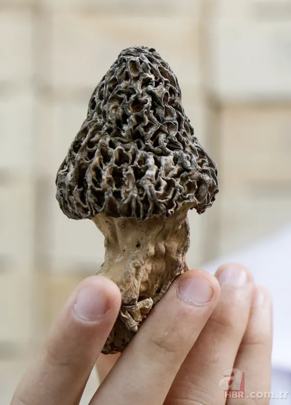 Türkiye'de yetiştirilip Avrupa'ya gönderiliyor! Kilosu 250 avroya satılıyor... 12