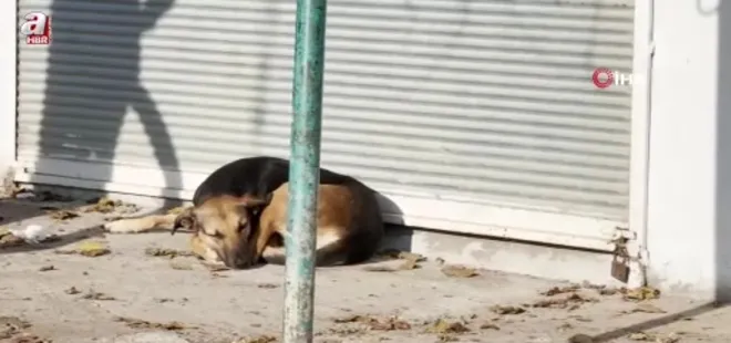 Diyarbakır'da başıboş sokak köpeği dehşeti