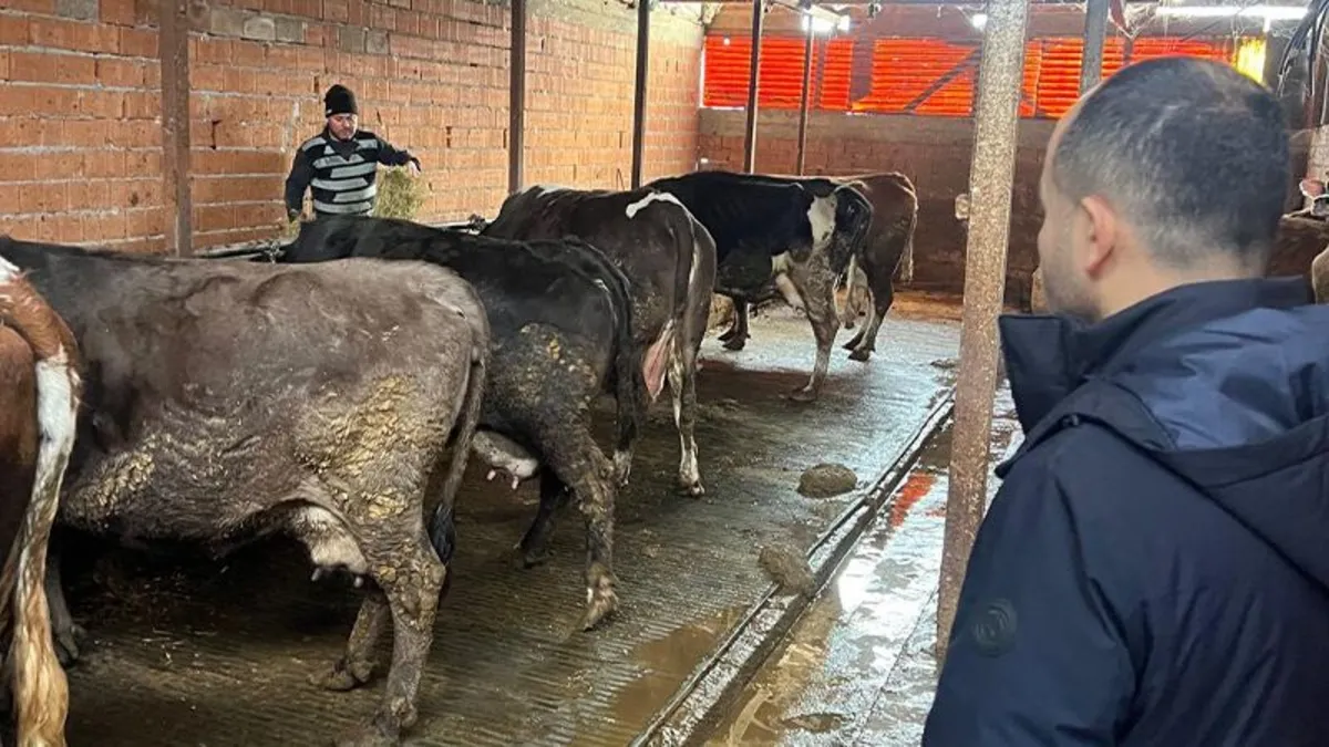 Bolu'da şap hastalığı şüphesiyle 2 köyde karantina başlatıldı