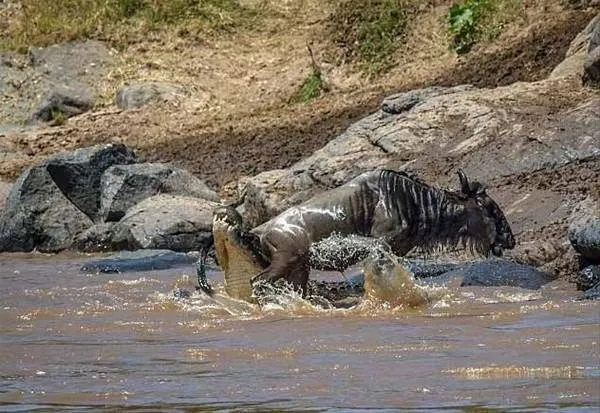 Sırtlanların arasında tek başına kalan aslanın mucize kurtuluşu! Son anda öyle şeyler oldu ki...