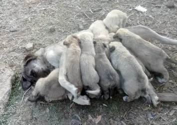 Erzurum soğuğu köpekleri de vurdu! Tencere kaynadı onlar ısındı