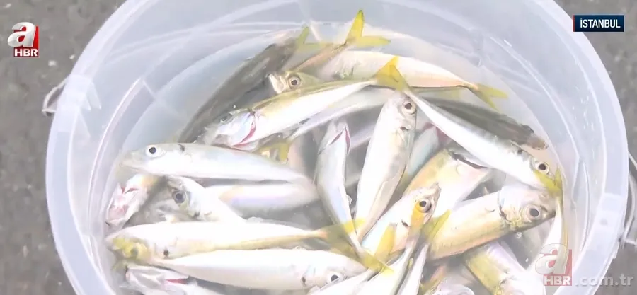 Galata Köprüsü’nde “veganım” diyerek balıkları denize atmıştı! Skandal olayın ardından şok iddia 3