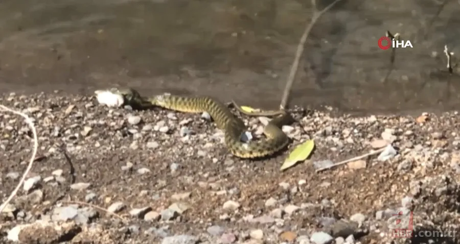 Avlayıp metrelerce ağzında böyle taşıdı! Amatör balıkçılar görüntüledi 7
