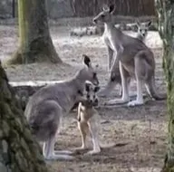 Minik kanguru ilgi odağı oldu