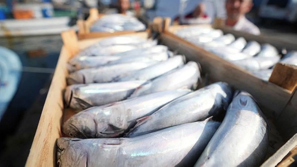 Balıkçılar bol miktarda palamutla döndü! 3 tanesi 200 TL