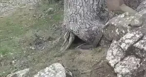 Dev yılan paniği! Taşların arasından…