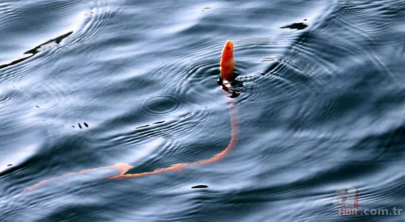 Türkiye’de ilk defa görüntülendi! Yılan kurdu balığı Çanakkale Boğazı’nda! Nereden geldi? Uzman isim A Haber'de yanıtladı 6