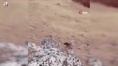 Halfeti’de görüldü