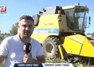 Malatya’da çerezlik ayçiçeği hasadı!