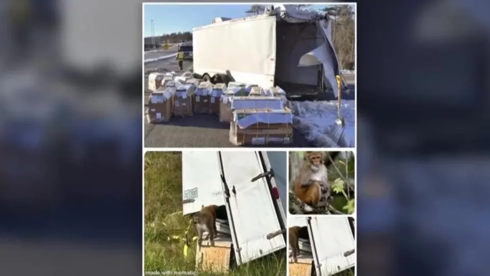 Hastalıklı maymunlar firar etti