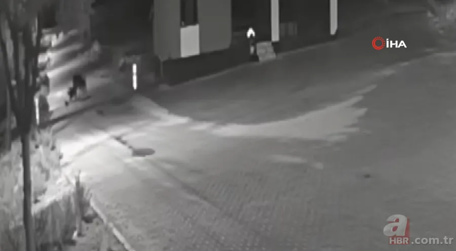 Kurt sürüsü sokak ortasında saldırıp paramparça etti! İşte korkunç anlar 14