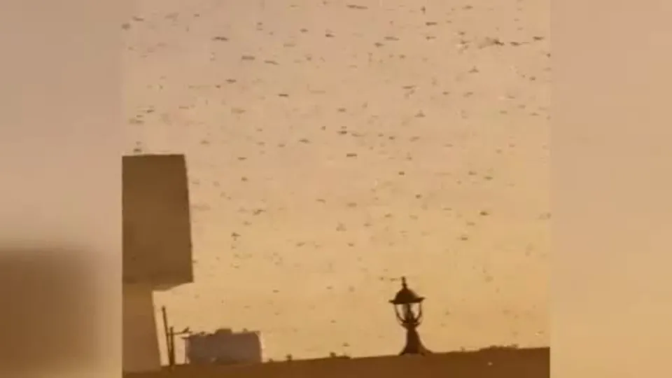 Mekke’yi çekirge sürüleri bastı
